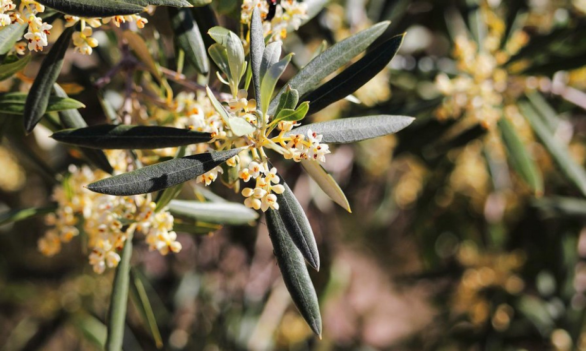 L’influenza dell’azoto sulla fioritura dell’olivo