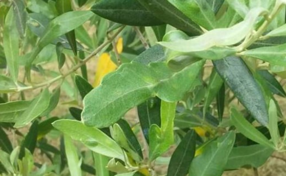 L’influenza dei composti volatili sull’infestazione di cecidomia dell’olivo