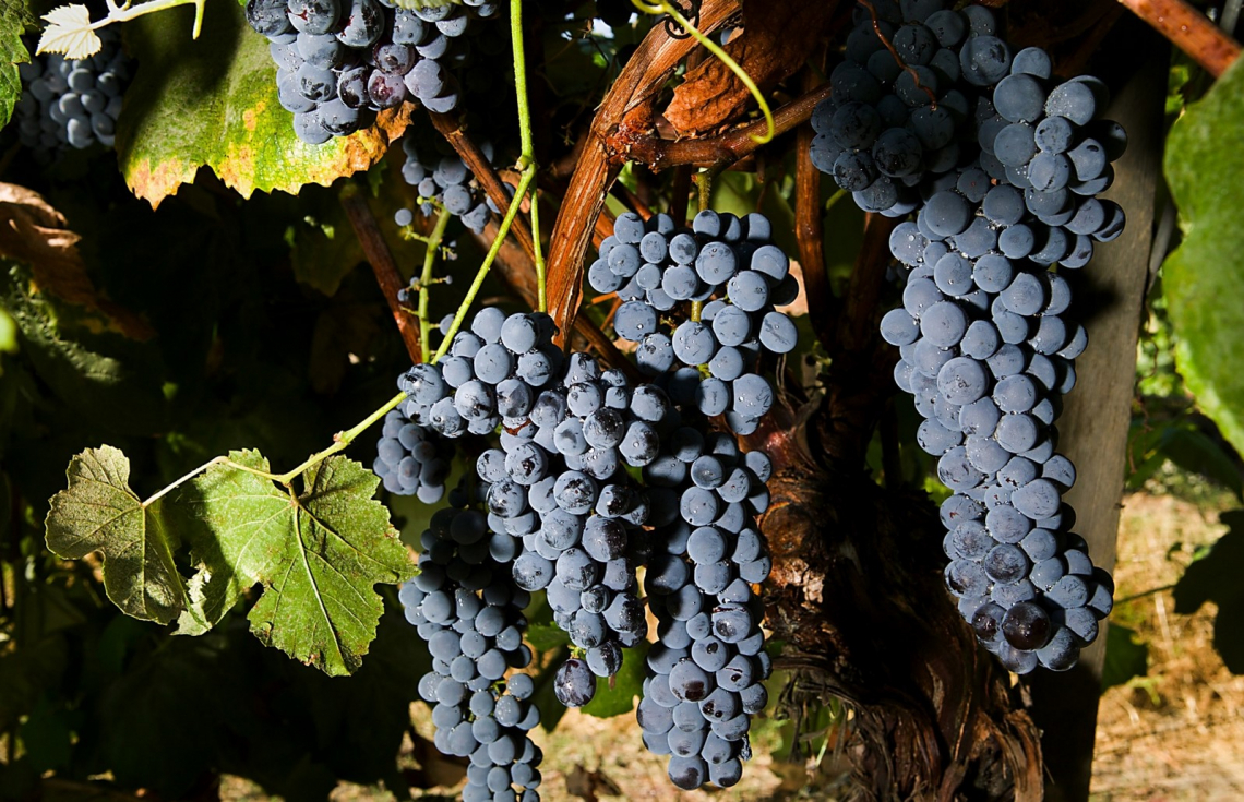 Quando iniziare l’irrigazione delle viti per ottenere la massima qualità del vino