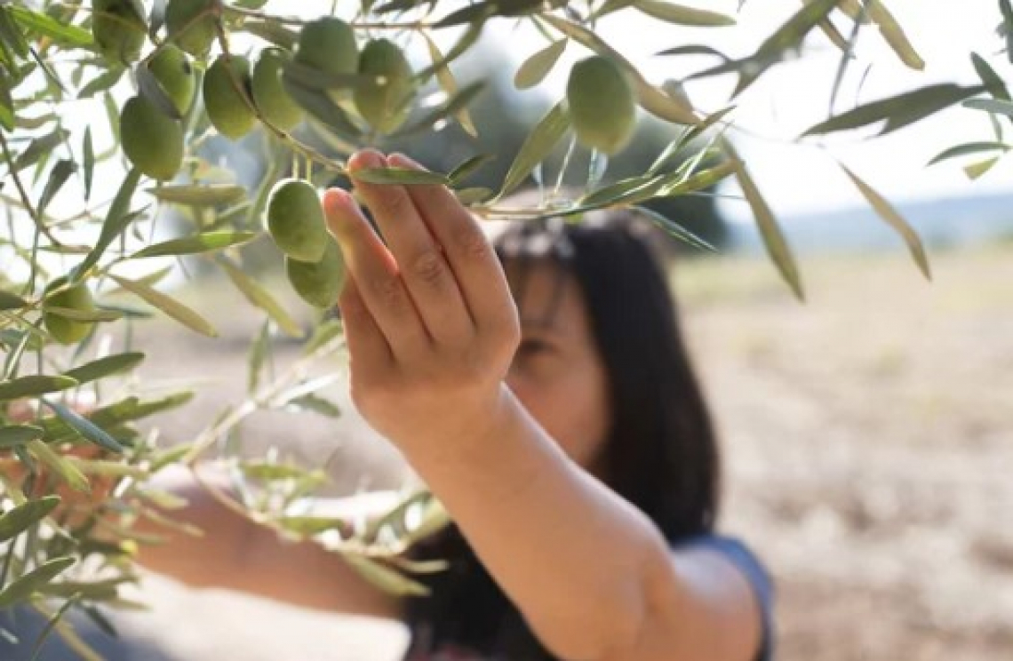 Il genoma dell’olivo sotto la lente di ricercatori di Pisa e Cordoba