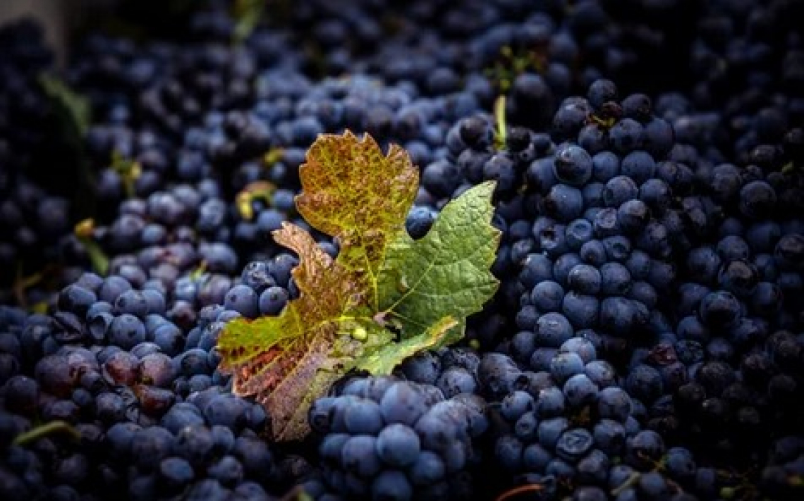 La certificazione di sostenibilità vitivinicola si integra con quella SQNPI