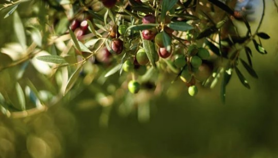 Nuovi integratori e biostimolanti per l’olivicoltura del futuro