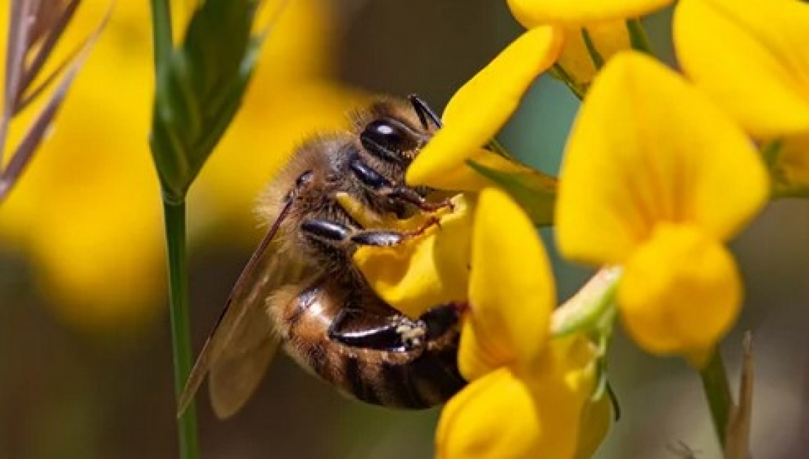 Meglio l'agricoltura biologica o strisce con flora spontanea per conservare le api?