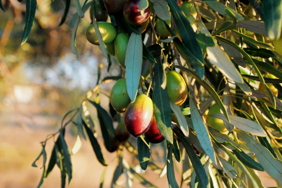 L'effetto di irrigazione, stadio di maturazione e gestione agronomica - biologico o integrato - sulle caratteristiche organolettiche dell'olio extra vergine di oliva