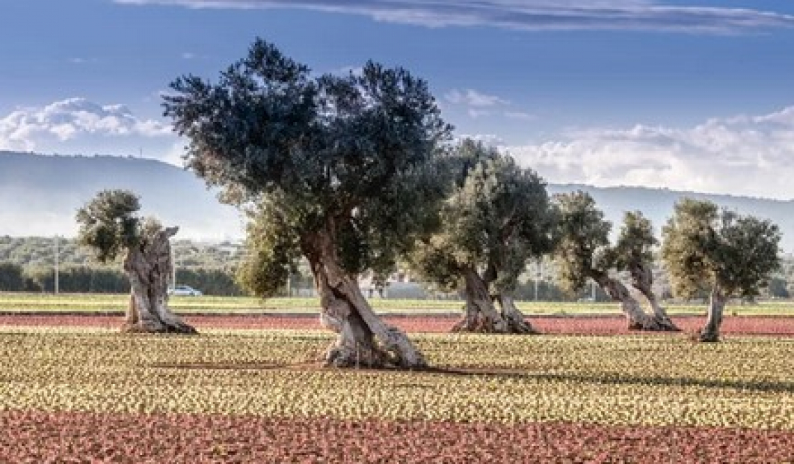 L’effetto dell’irrorazione con lievito secco e amminoacidi sulla produttività dell’olivo e qualità dell’olio