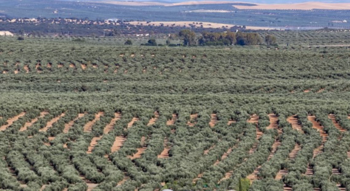 Il potenziale di biocontrollo e la pressione degli erbivori nella gestione convenzionale, integrata e biologica dell'oliveto
