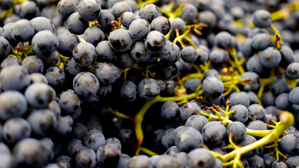 L’effetto della microssigenazione sul Pinot nero: prima o dopo la fermentazione malolattica?