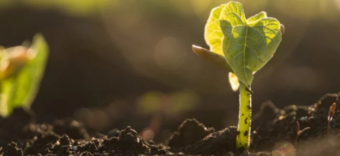 Agricoltura bio rigenerativa: l'esperienza delle Marche