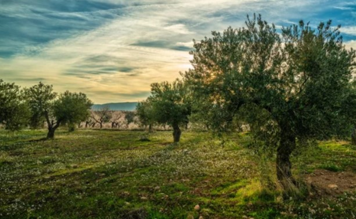 I benefici dello spandimento delle acque di vegetazione fresche in oliveto