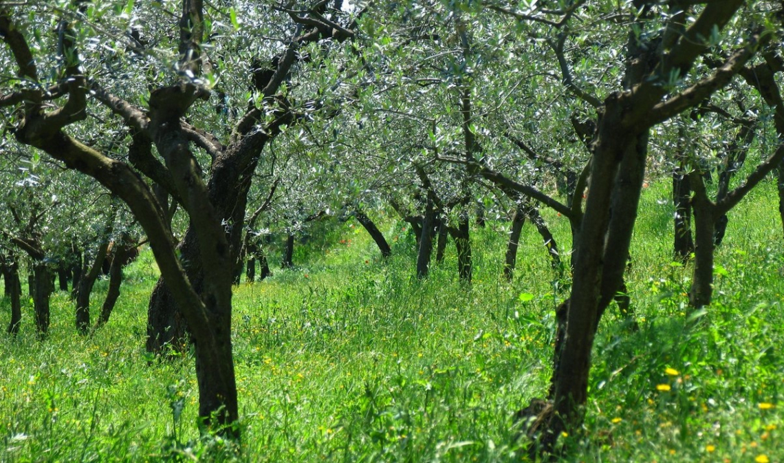 I benefici dell'inerbimento per l'olivo e la fertilità dei suoli