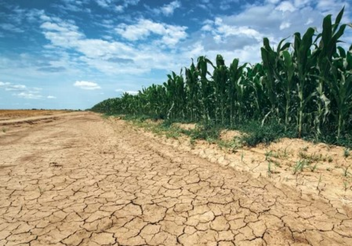 Con Po in secca, a rischio fino al 50% della produzione agricola