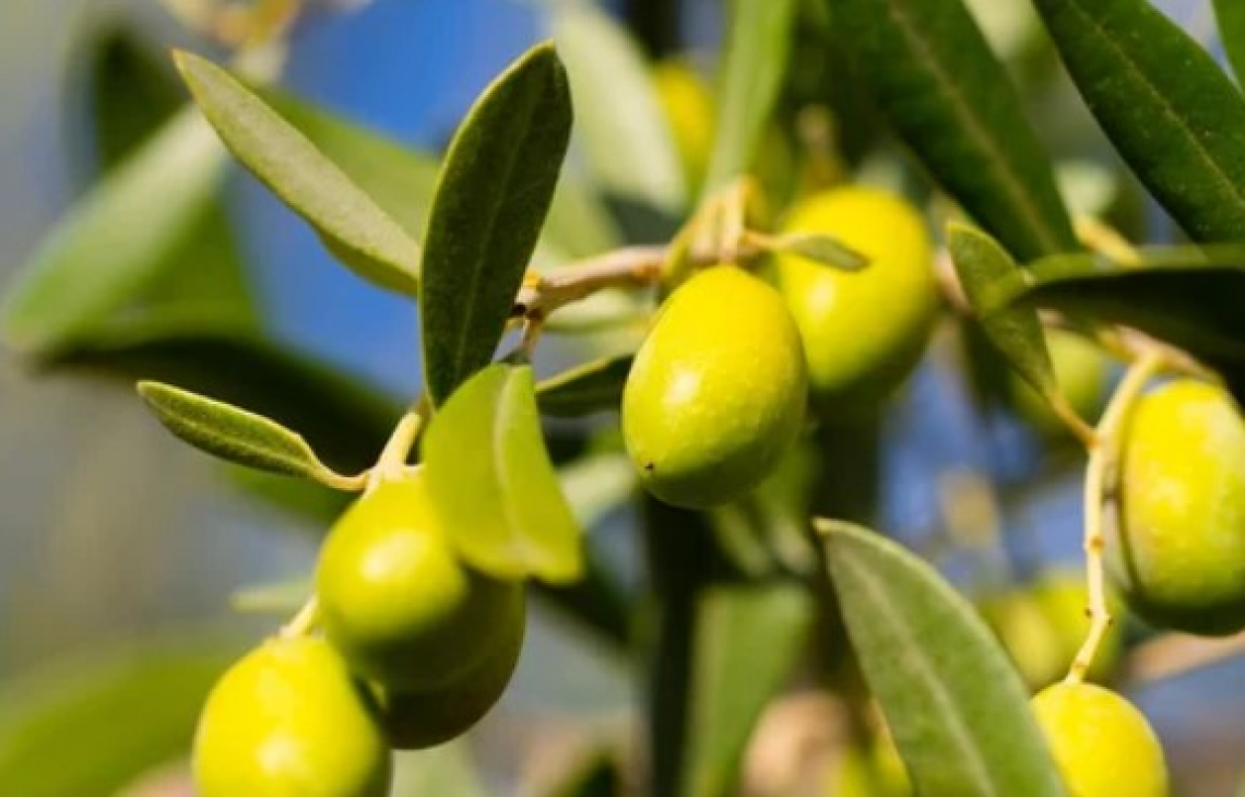 I problemi di fioritura e allegagione della Spagna olivicola