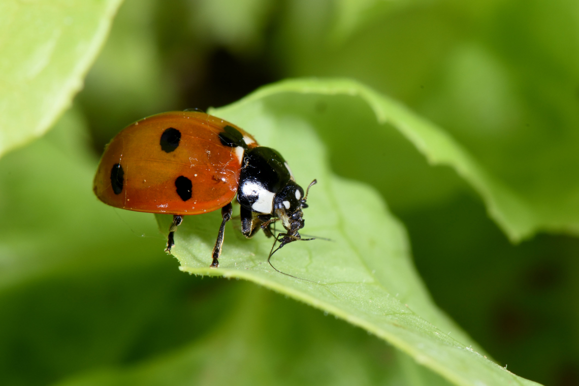 OrtoAmbiente: riduzione dei fitosanitari impiegati per il 15% in agricoltura integrata e 30% in agricoltura biologica