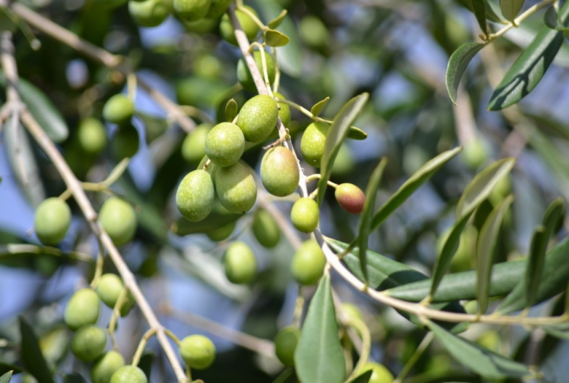 Irrigazione intelligente per i nuovi impianti di olivi per il dopo Xylella