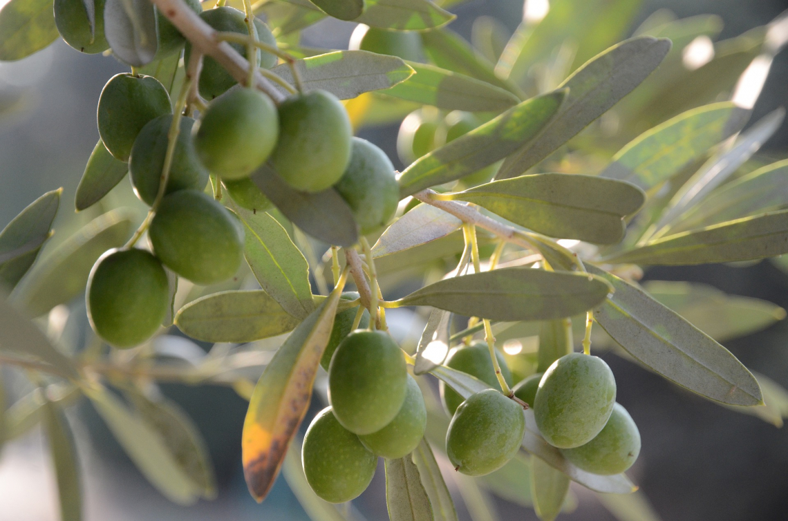 L’uso della zeolite in oliveto: non solo per difendersi dalla mosca delle olive