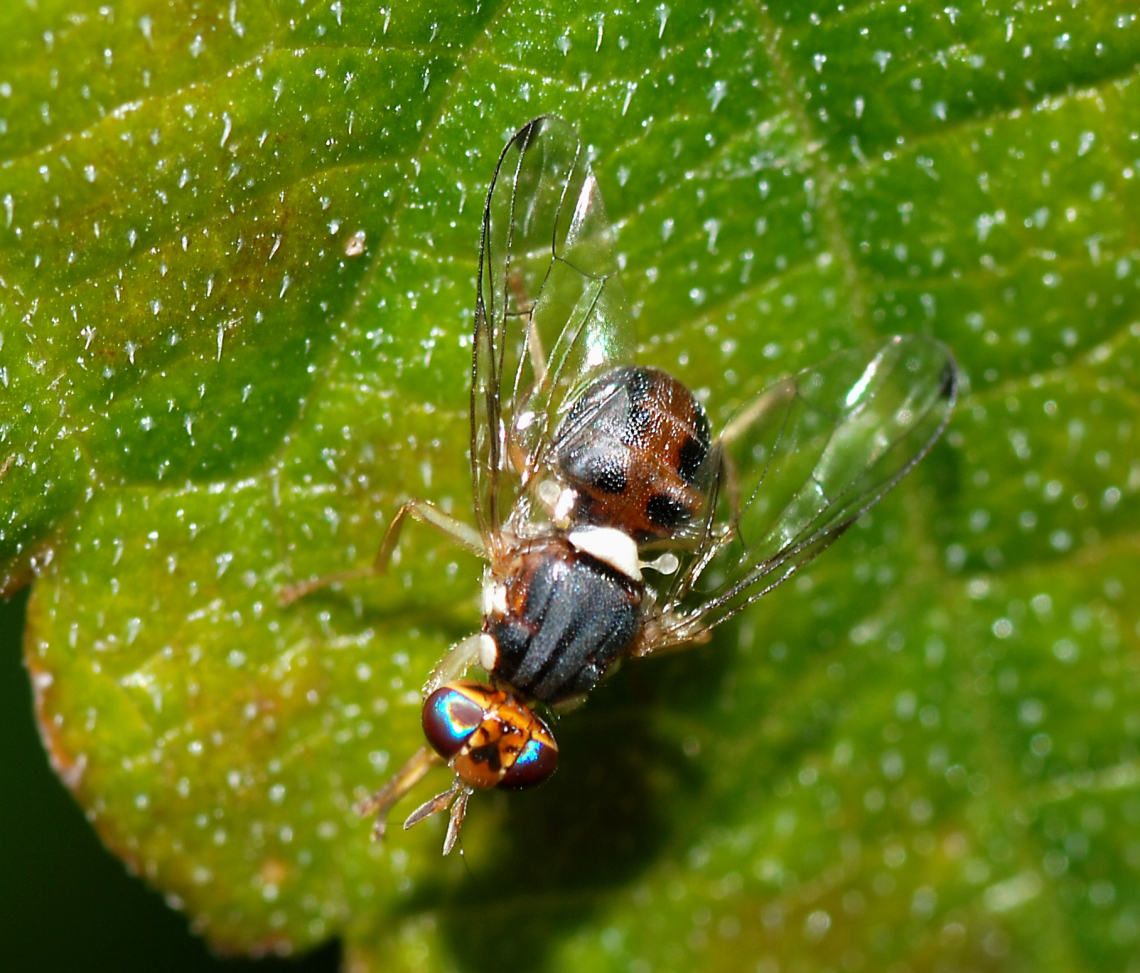 E’ già tempo di pensare alla lotta contro la mosca delle olive