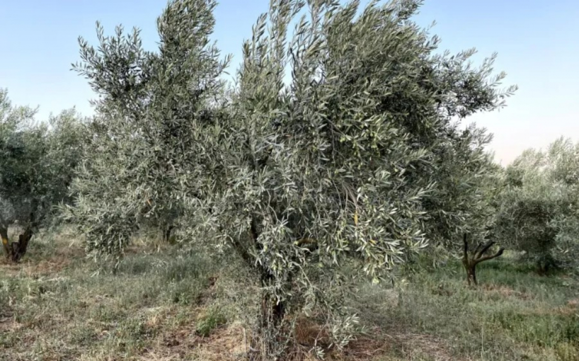 L'effetto del caolino sull'olivo è cultivar dipendente