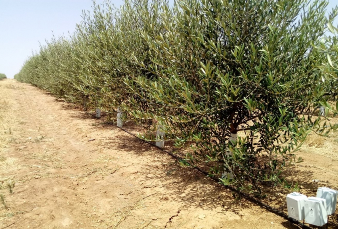 La gestione dell’irrigazione deve tenere in considerazione l’alternanza di produzione dell’olivo