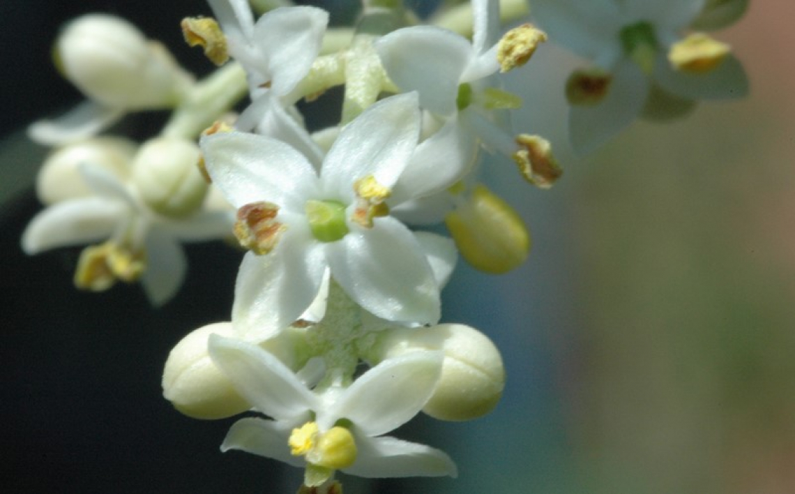 Il ruolo del selenio nel proteggere il fiore dell'olivo dalle ondate di calore