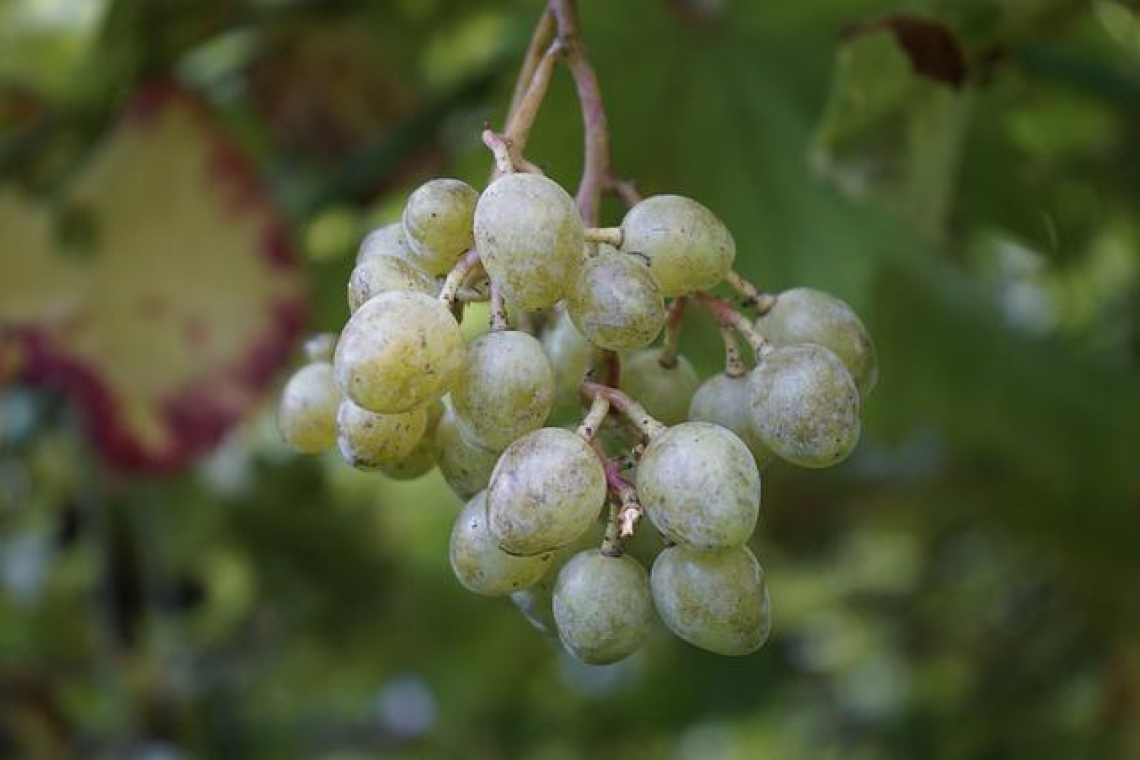 C'è un'alternativa al rame nel controllo della peronospora della vite in biologico?