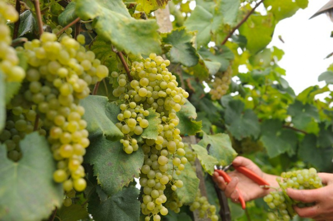 L'andamento della stagione vitivinicola in Veneto