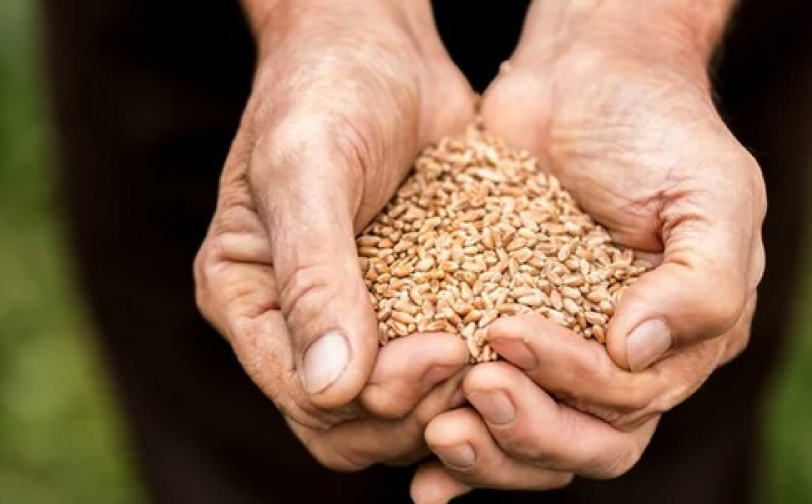 Tagliato del 30% il raccolto del grano, i costi superano ricavi