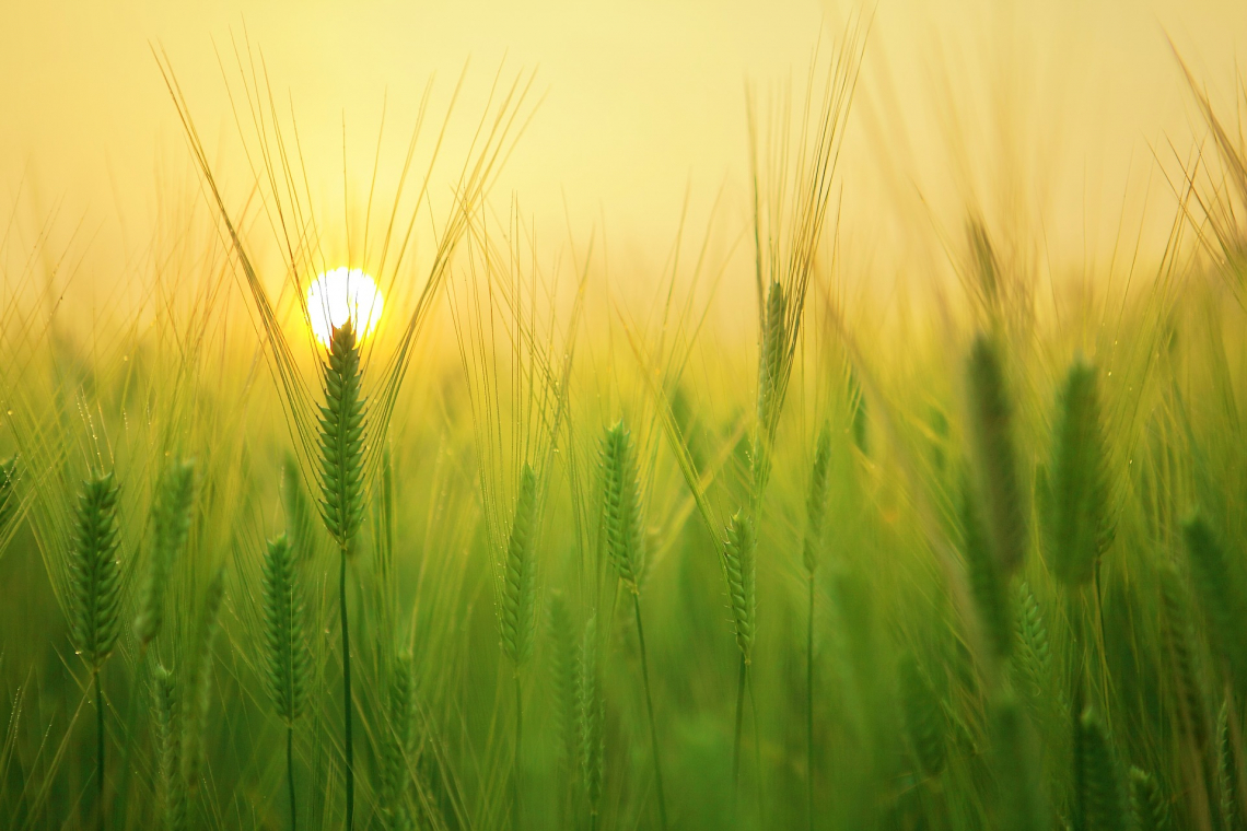 La siccità taglia la produzione mondiale di grano