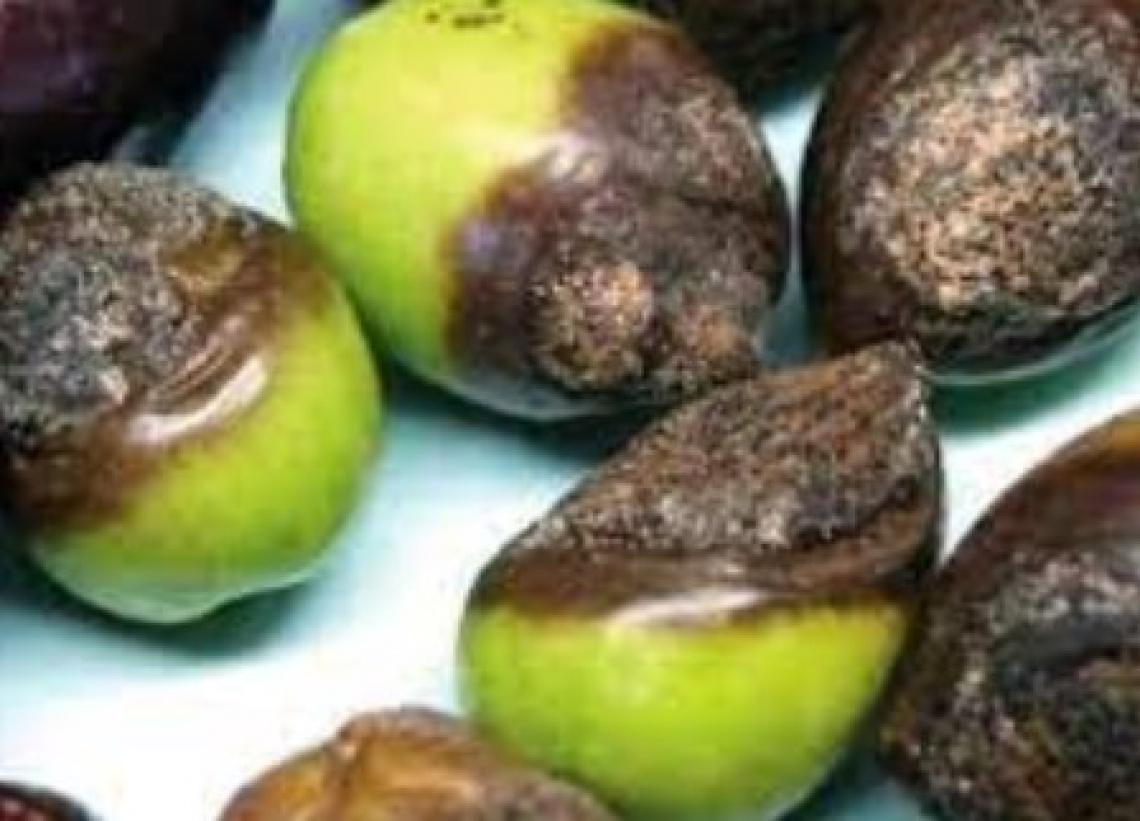 Non solo temperatura e umidità: l’influenza del terroir nell’incidenza della lebbra dell’olivo