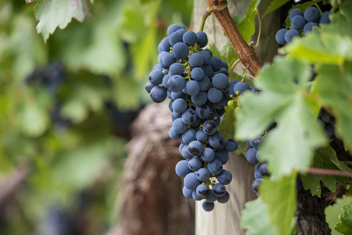 Estrarre i tannini della buccia ma non quelli dei semi: esperimenti di vinificazione su Pinot nero e Cabernet sauvignon