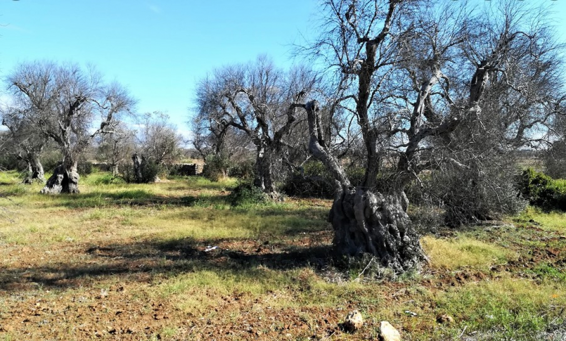 Arrivano i soldi per le aziende colpite da Xylella