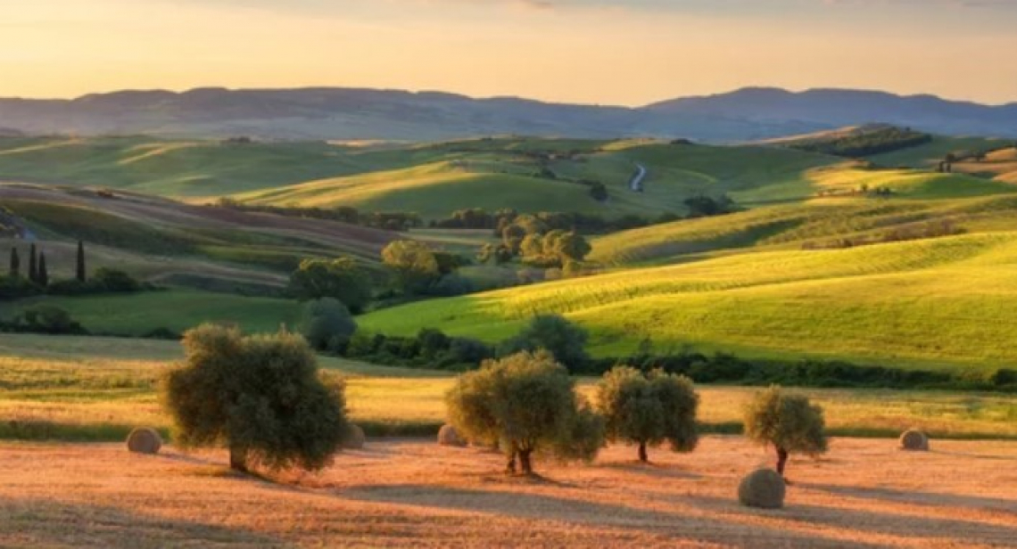 Serve un grande piano invasi per salvare l'olivicoltura italiana