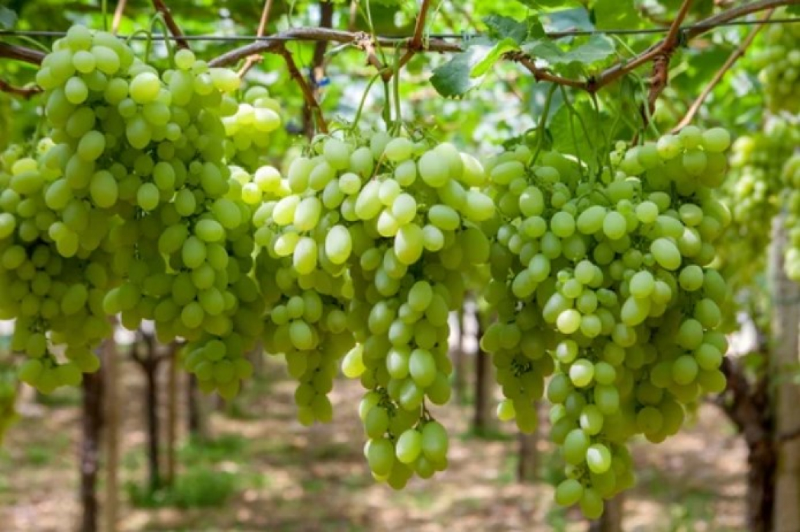 Continua il successo della vitivinicoltura siciliana