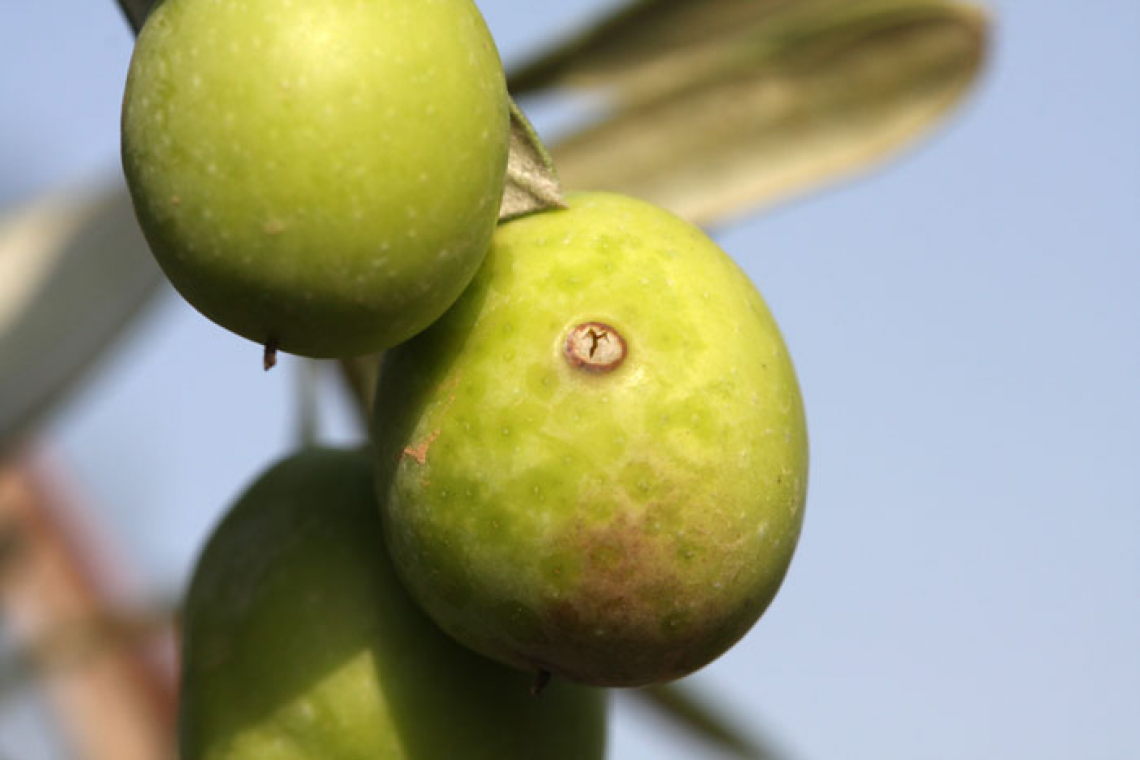 Rame e propoli efficaci nel ridurre le popolazioni di mosca delle olive