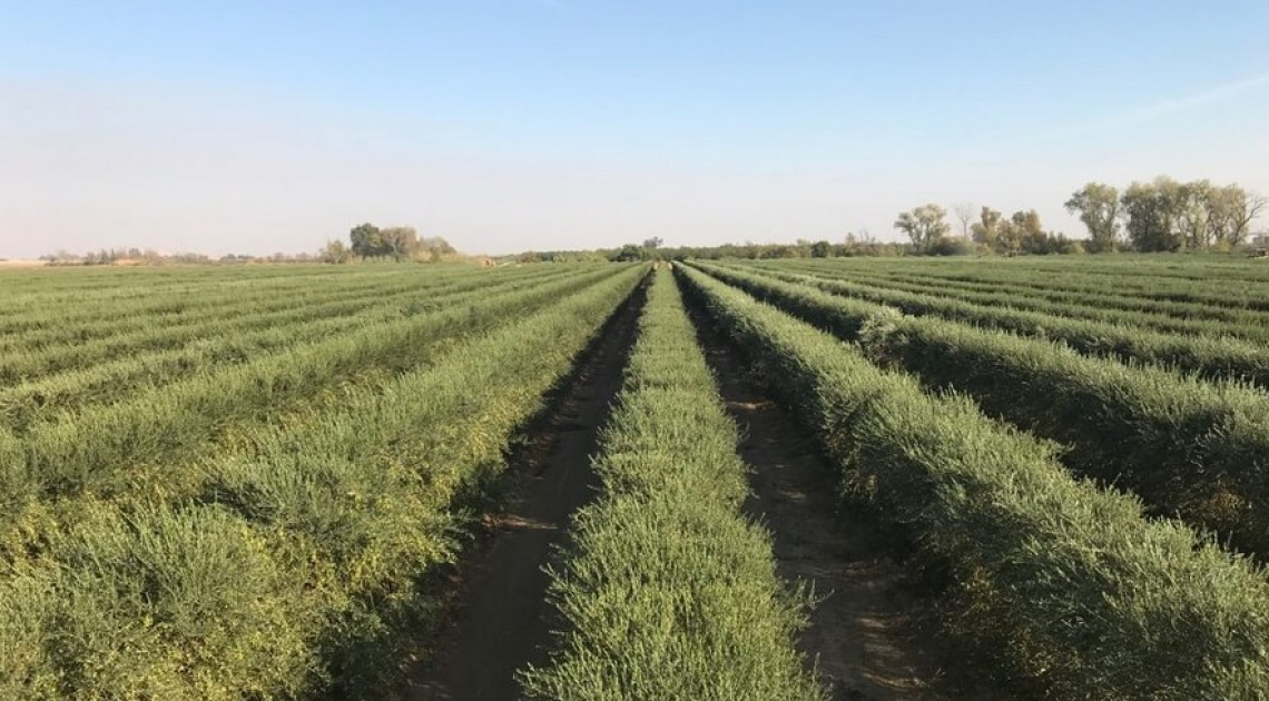 La gestione tipica degli oliveti superintensivi aumenta la presenza di nematodi fitoparassiti nel terreno