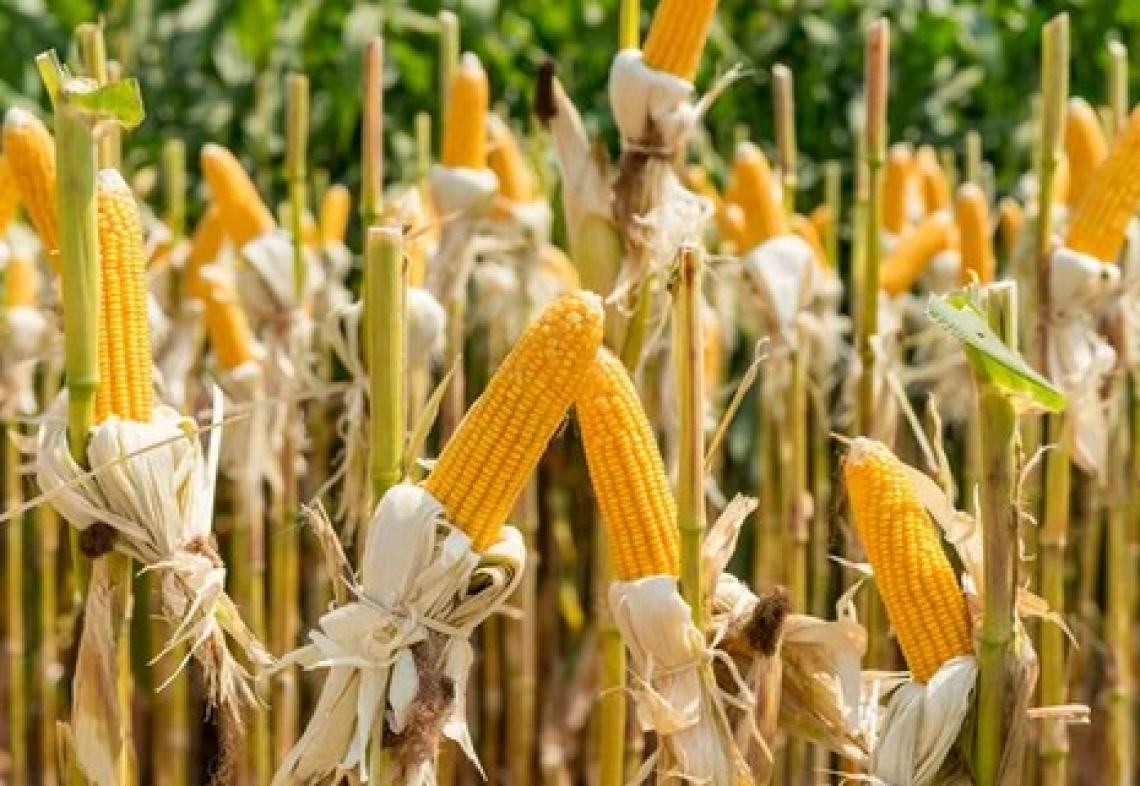 La siccità mette a rischio la produzione di mais