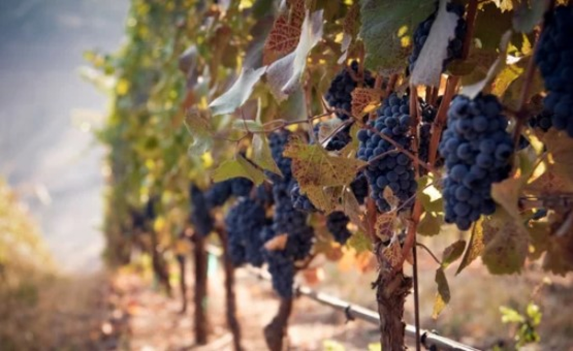 Conoscere il suolo per gestire al meglio i vigneti