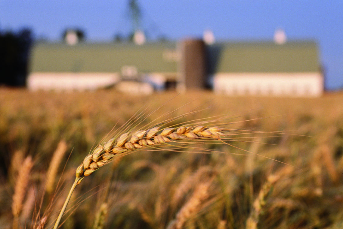 Orzo al posto del mais per salvare la zootecnia italiana