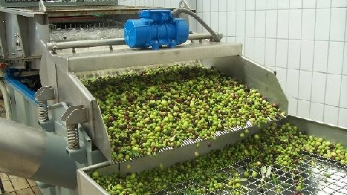 L'olivicoltura toscana ha bisogno di acqua per adattarsi ai cambiamenti climatici