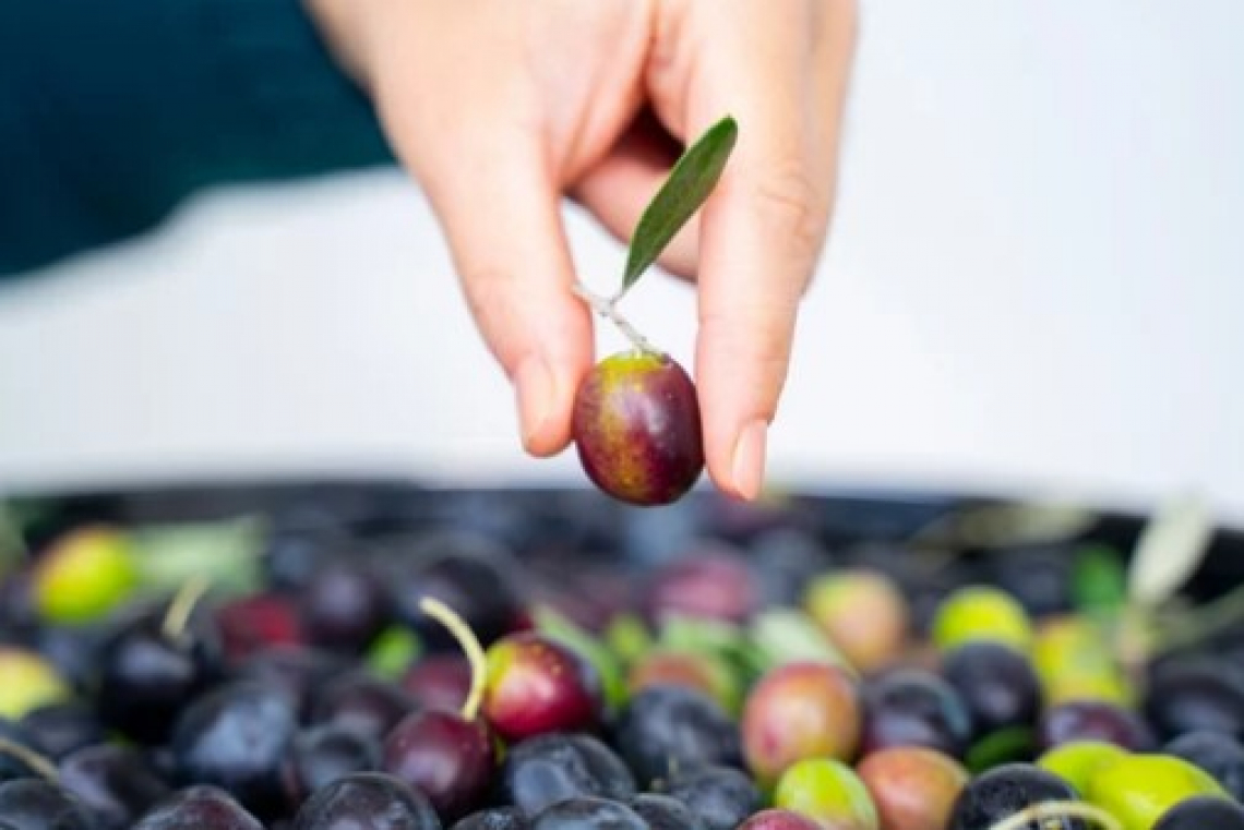 Lavorare in ambito olivicolo-oleario in Spagna conviene?