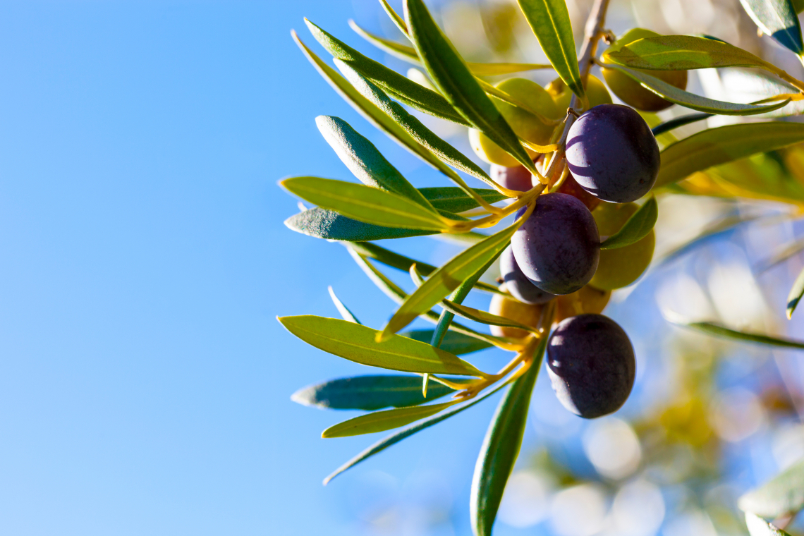 Non solo in fioritura e allegagione, ecco tutti i momenti in cui l’olivo ha più bisogno di acqua