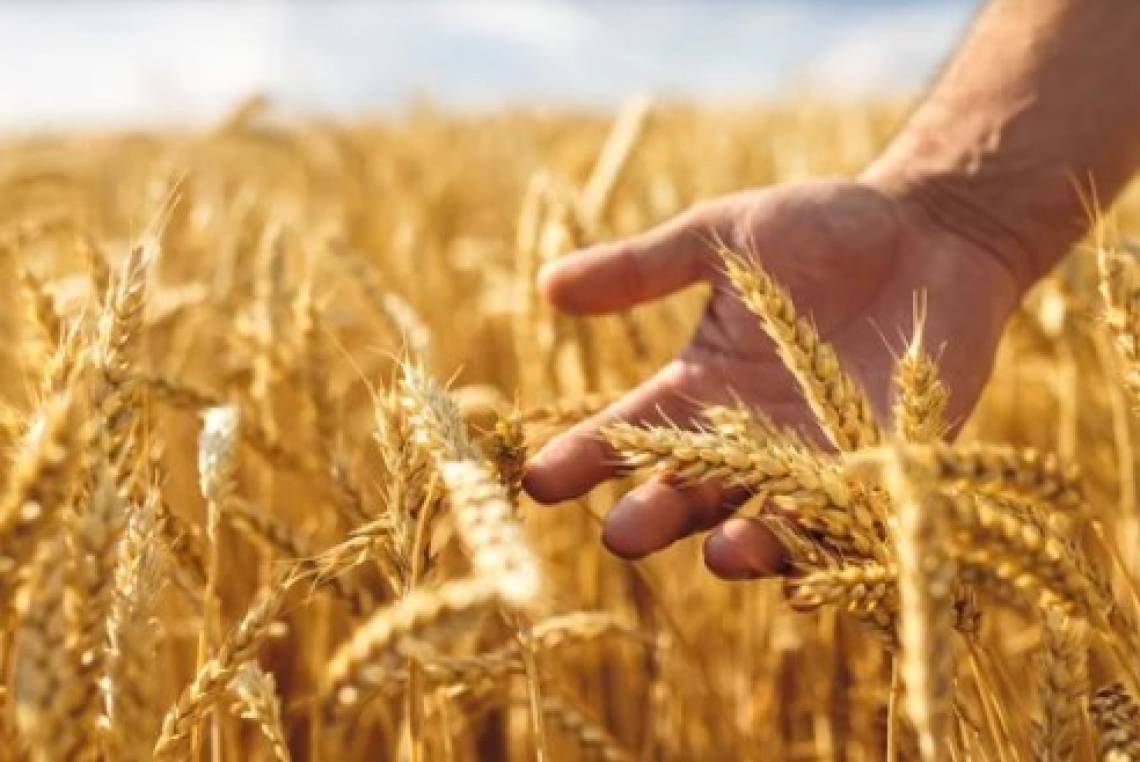 Crolla la produzione di grano tenero in Italia