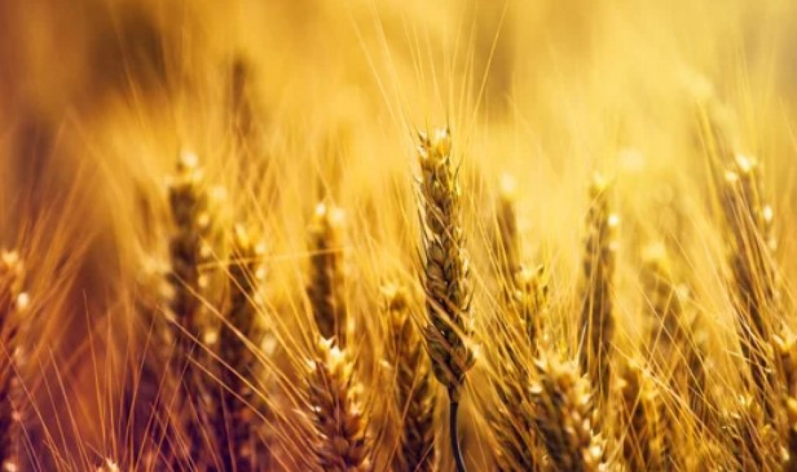 In fase di mietitura crolla il prezzo del grano duro