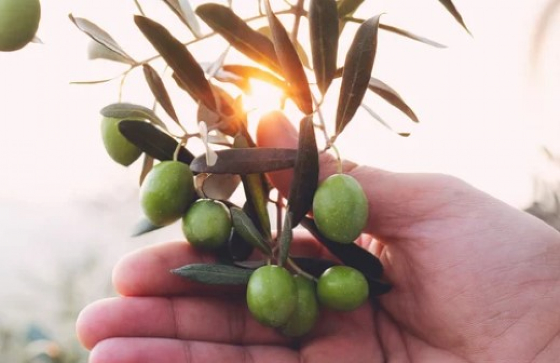 Se la fotosintesi fogliare si ferma si blocca anche lo sviluppo dell’oliva