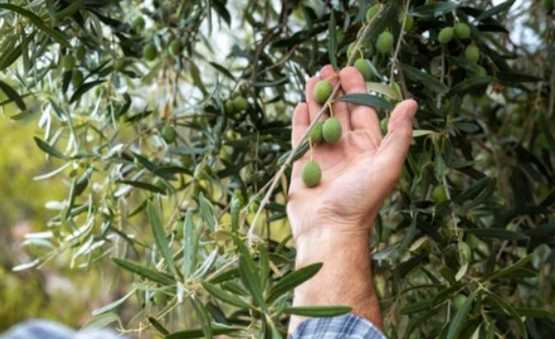 Nanomateriali per proteggere l’olivo dalla siccità