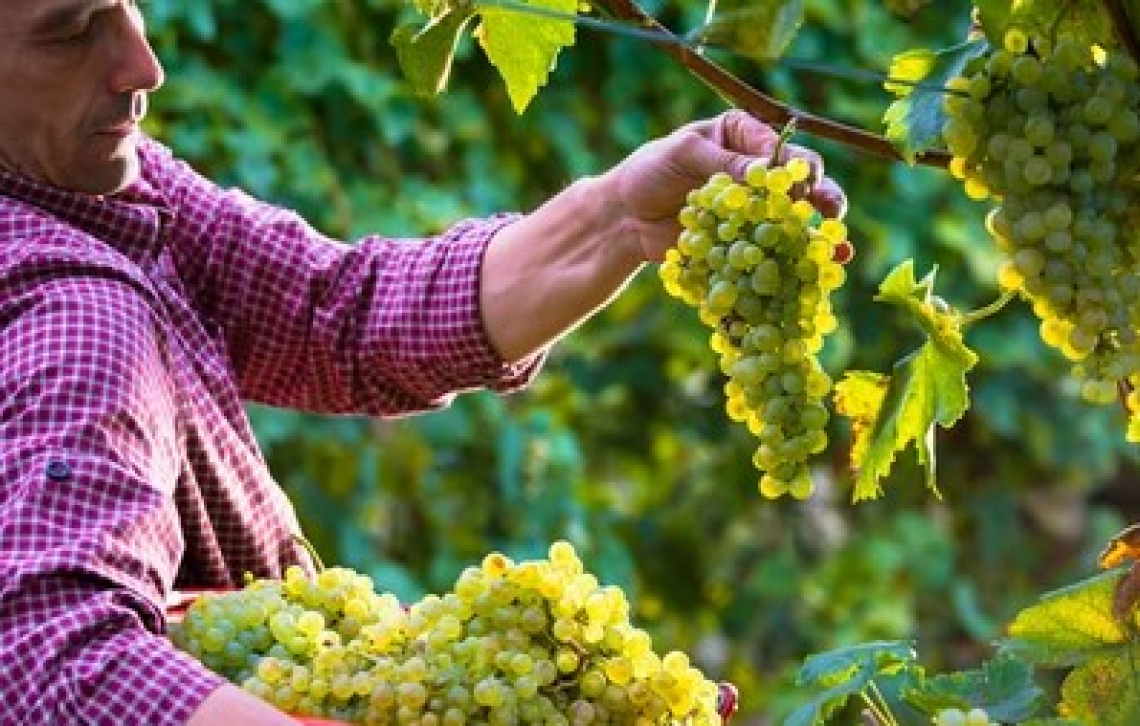 Vendemmia anticipata in Emilia-Romagna, si parte 10 agosto