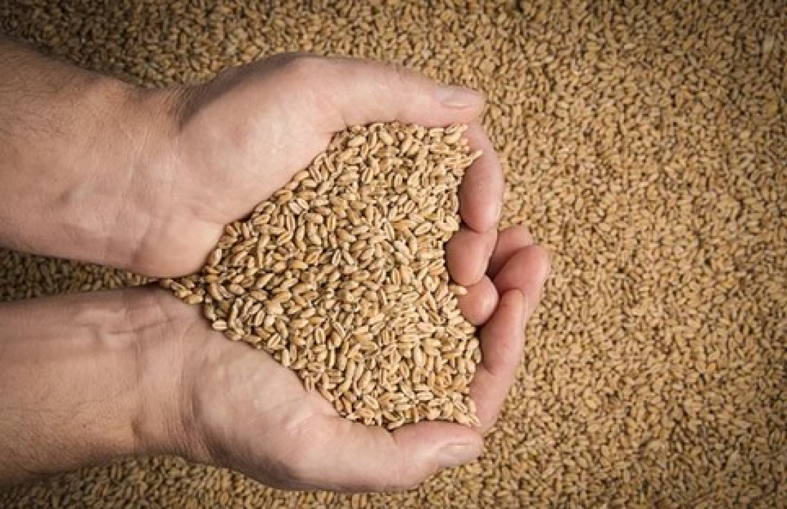Raggiunto l'accordo per l'export via nave del grano ucraino