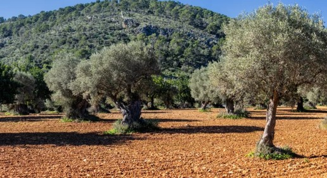 Cambiamenti climatici ed incendi negli oliveti: è tempo di scelte