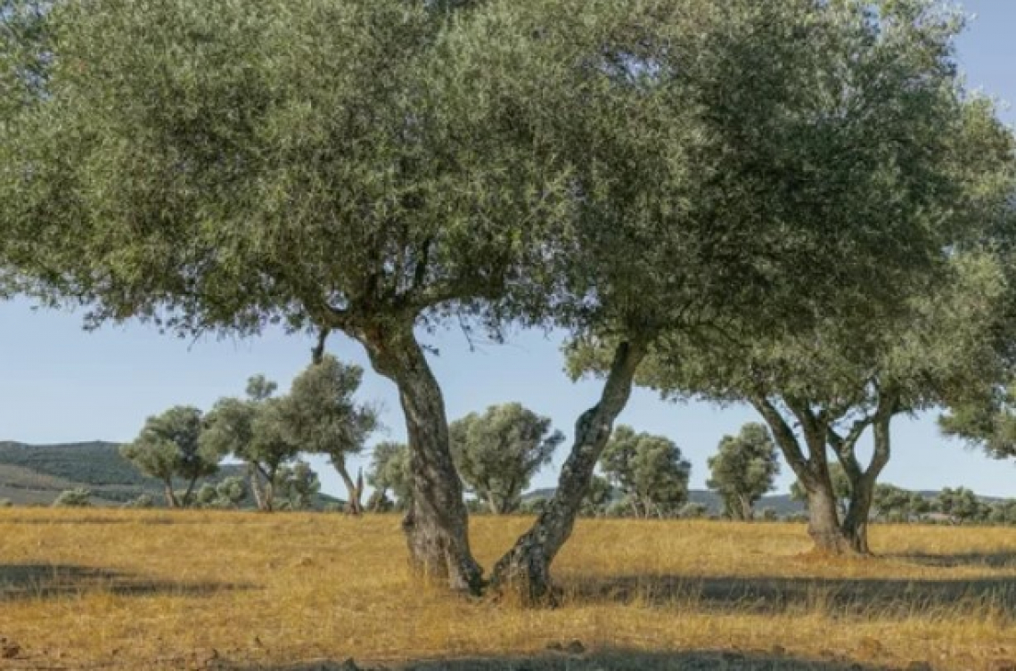 L’inerbimento aumenta la sostanza organica del suolo degli oliveti
