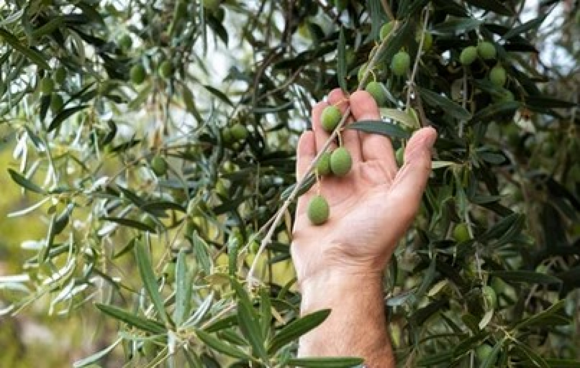 L’effetto del caolino sulla crescita delle olive e sul contenuto in olio