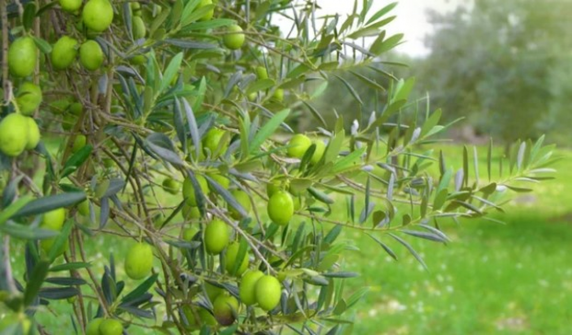 L’effetto dell’irrigazione sull’indice di maturità della Coratina